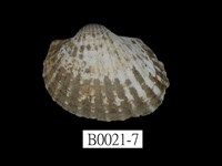 藏品(結蚶)的圖片